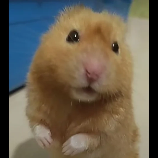 hamster, hamper, dear hamster, hamster hamster, the hamster is funny
