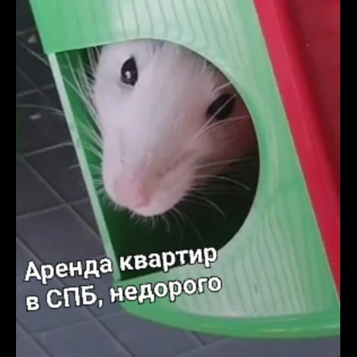 rat at home, rat rat, the rat is large, homemade rats, dzungarian hamster funny