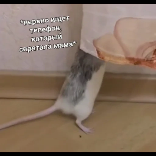 rat, rat, ambo de rat, rat à domicile, queue de ambo de rat