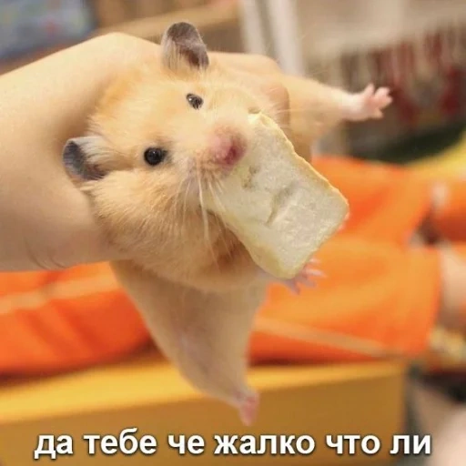 hamster, the hamster is cute, a cheerful hamster, funny hamsters, funny hamsters with inscriptions