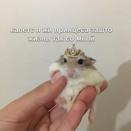 hamster king, the hamster is cute, the hamster is funny, angira selvin, dzungarian hamster