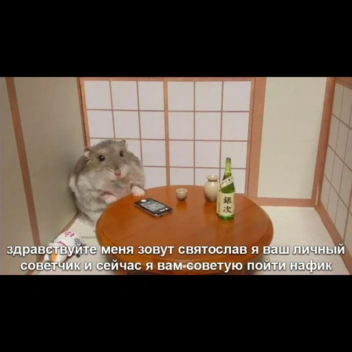 cat, hamster, the hamster is funny, a hamster at the table, dzungarian hamster