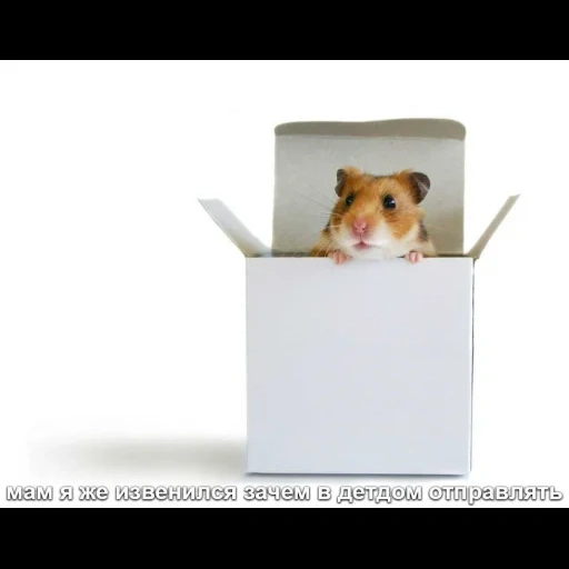 cat, hamster, the hamster is at home, lovely dogs, hamster box