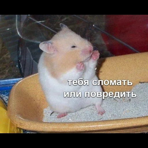 the hamster is a brawler, syrian hamster, the hamster is funny, jumps with hamsters, syrian hamster