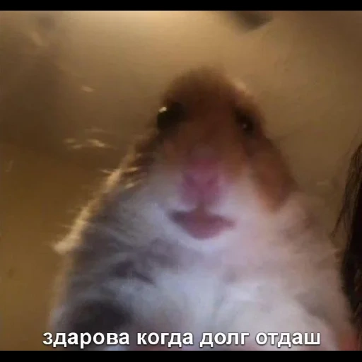 hamster, a hammer meme, hamsters hamsters, a hamster face a camera, the hamster looks at the camera