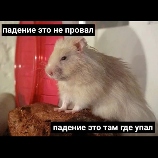 hamster, hamster sírio, rato sírio, hamster cinza sírio, hamster sírio de cabelos compridos