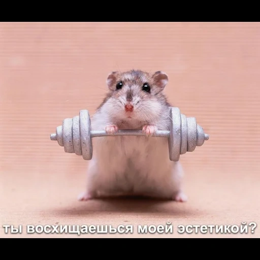 hamster, hamster with a bar, strong hamster, hamsters jokes, hamster with muscles
