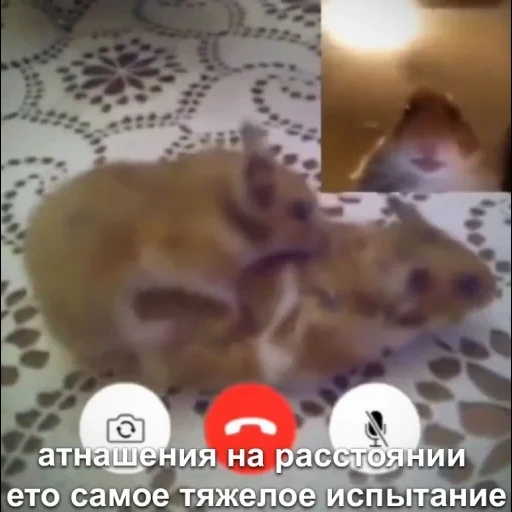 hamsters, hamster tima, the hamster calls, syrian hamster, syrian hamster