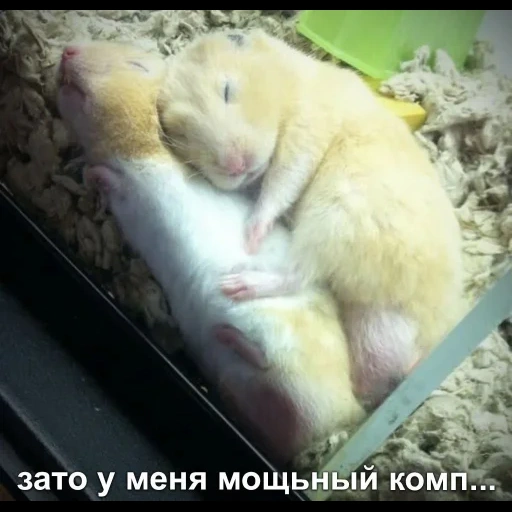 hamster, hamster blanc, le hamster est mignon, hamsters endormis, hamsters drôles