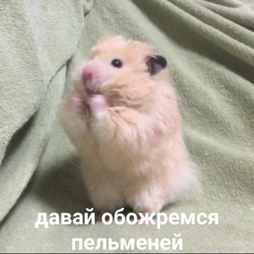 hamster, pink hamster, hams are funny, funny hamsters, dzungarian hamster
