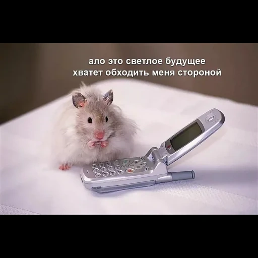 hámster, ratón, los animales son lindos, hámsters divertidos, hámster que habla