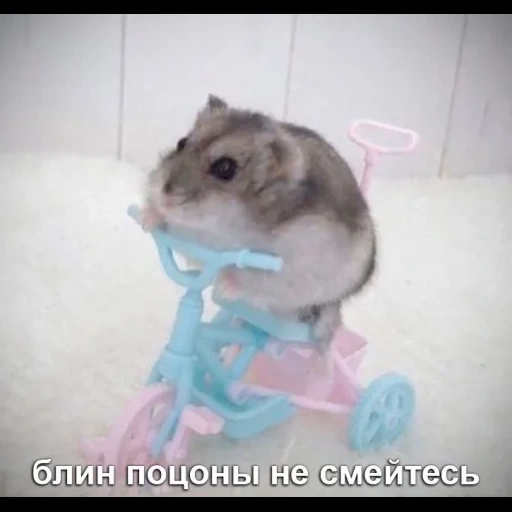 hamster, the hamster is cute, funny hamsters, dzungarian hamster, the hamster of the jungaric breed