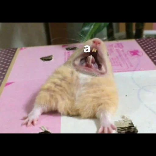 a hammer meme, a screaming hamster, a screaming hamster, hamsters jokes, the hamster is funny