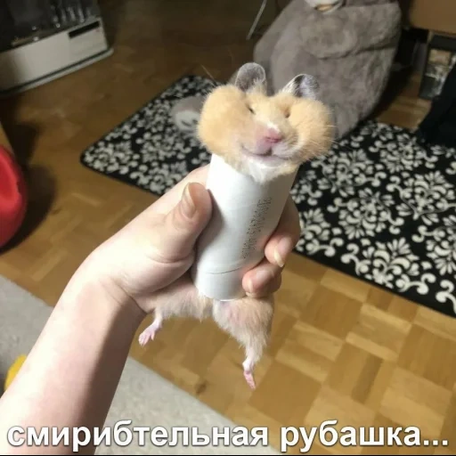 cat, toy cat, the hamster is funny, the toy cat is long, cat loaf soft toy