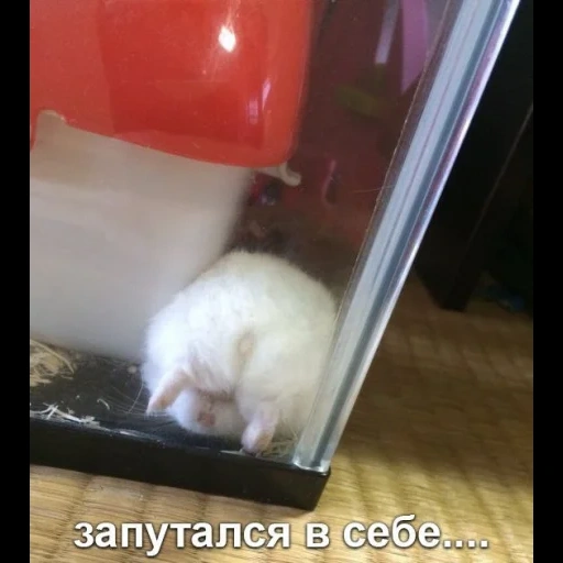 cat, the cats are funny, funny cats, the hamster is funny, funny animals