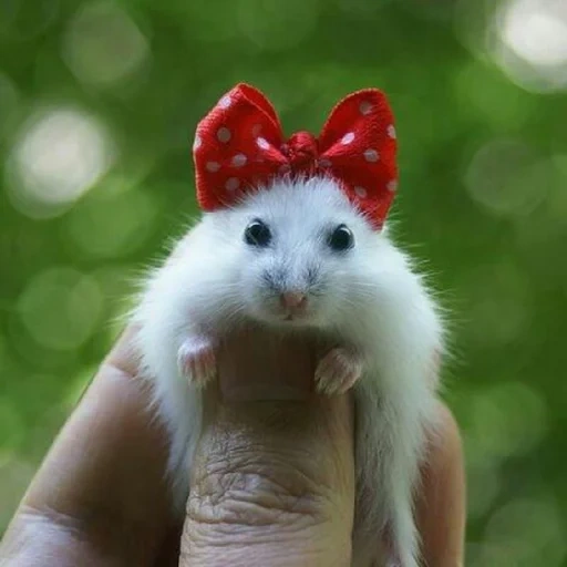 hamster, the hamster is cute, syrian hamster, the most cute hamsters, syrian angora hamster