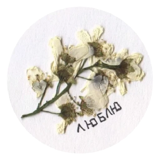un estetista, fiori secchi bianchi, i fiori piccoli, dry flower, estetica dei fiori secchi