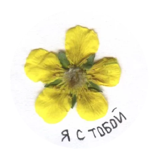 piada, flor do buttercup, as flores são amarelas, flores amarelas, flores amarelas 5 pétalas
