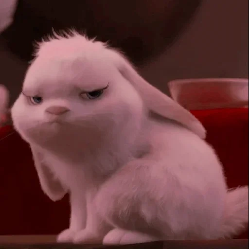 snowball rabbit, pet life rabbit, mysterious pet rabbit, the secret life of pets, the secret life of pet rabbit