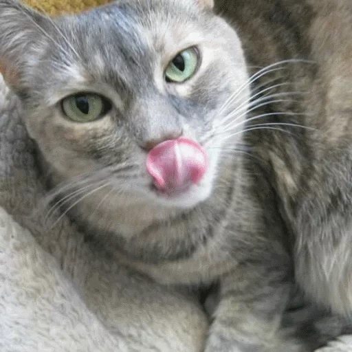 gatto, gatto, gatto, un gatto, il gatto è grigio