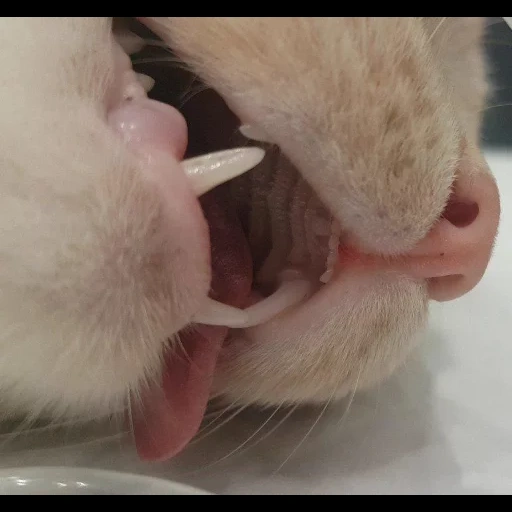 dientes, dientes, los dientes de la rata, los dientes del gato, los dientes del gato