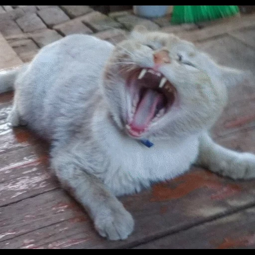 gato, kote, gato, gato de yarking, o gato boceja amplamente