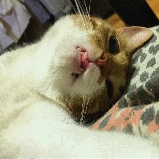cats, cats, phoque somnolent, hilarant cat, les chats endormis sont ridicules