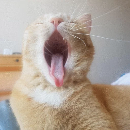 cat, a screaming cat, yawning cat, funny cats, khosiko cat yawns