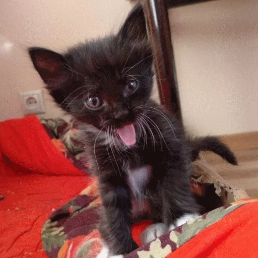 cat, cats, a cat, cat kitten, black kitten