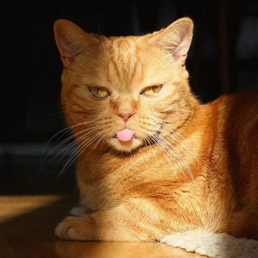 gato, gato anaranjado, el gato esta rojo, un gato rojo astuto, cat rojo divertido