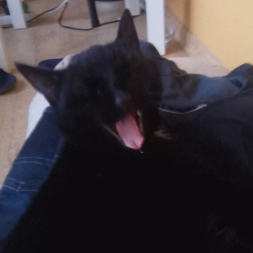 cat, cat, black cat, cat cat, black cat yawns