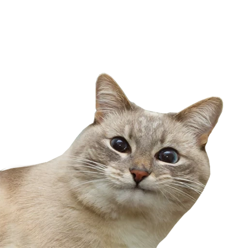 cat, cat meme, cat face, seal 512x512, white cat