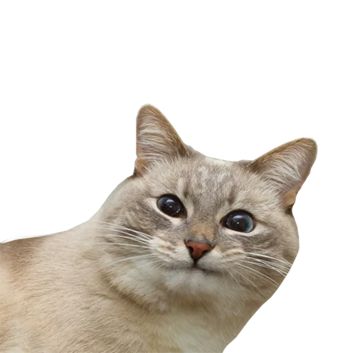 gato, memes de gatos, gato mord, gatos 512x512, el gato es un fondo blanco