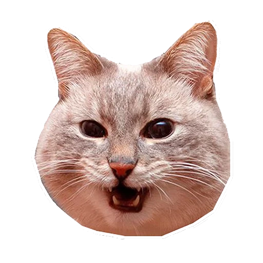 face de chat, tête de chat, seal 512x512