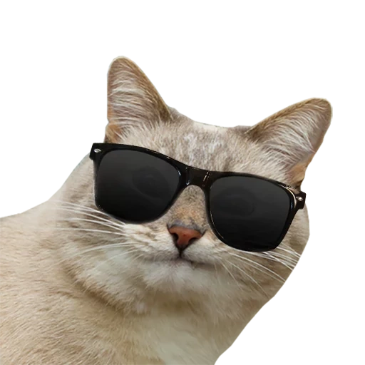 gatto, gatto, gatto soleggiato, il gatto con occhiali animati