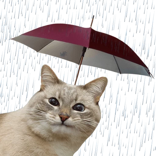 sotto l'ombrello, il gatto è un ombrello, gatto sotto un ombrello, il gatto è sotto la pioggia, un gattino sotto un ombrello