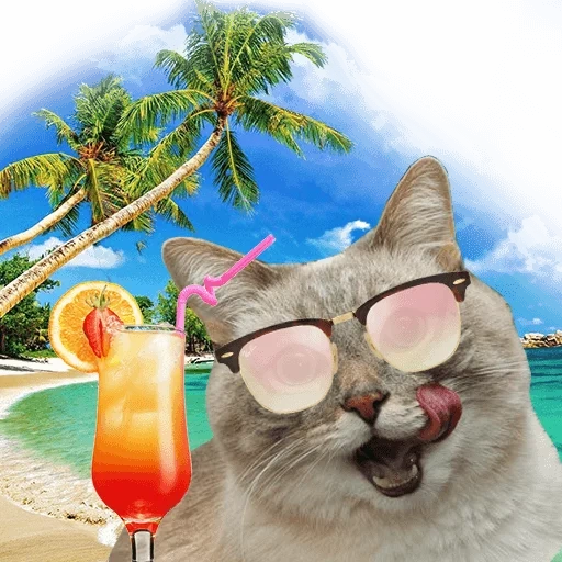 vacances en mer, les animaux sont mignons, animal ridicule, lunettes de soleil pour chats