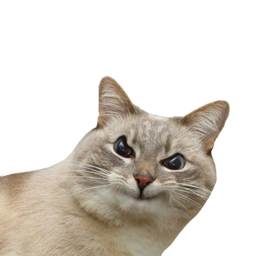 der kater, katzen memes, die katze ist weiß, die mündung der katze, die katze ist ein weißer hintergrund