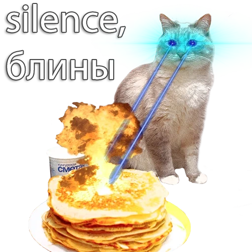 pancakes, pancake cat, chat maslenitsa, crêpes maslenitsa, crème sure à la crêpe d'chat