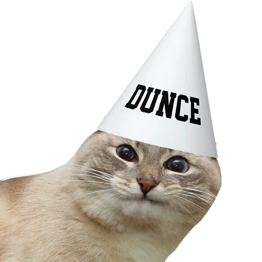 gato, gato chamado, selo, o gato é chamado de meme, gato boris waujuch