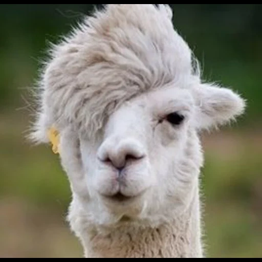 alpacas, alpaca, llama drama, best alpaca, harmed alpaca