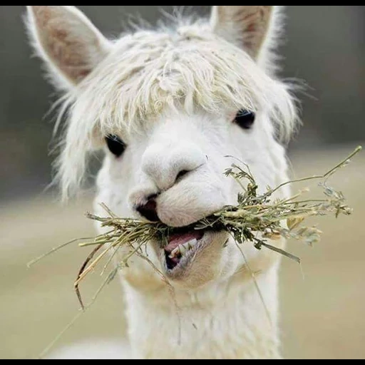 alpaca, lama alpacas, sweet alpacas, alpaka is funny, pouch iphone 13 pro max alpaca