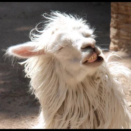 alpaca, divertente lama, animali di lama, alpaca è divertente, alpaca ride