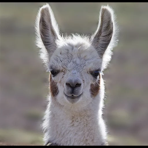 der lama, the alpaca, lama sweetheart, the alpaca, lama-tiere