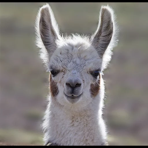 lama, alpacas, lama itu manis, lama alpaca, lama adalah binatang