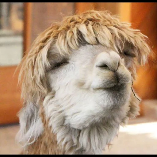 alpacas, lama alpacas, alpaci are cute, alpaci is funny, photos of alpaca