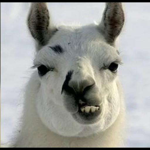 lama, fun, alpacas, alpaci are cute, alpaci is funny