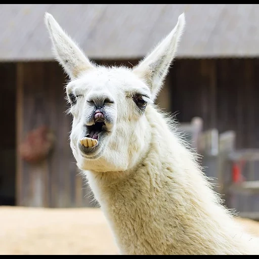 der lama, llama, lama mit langen zähnen, the alpaca, lama alpaca guanaco vicuna