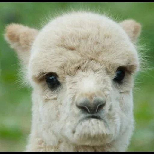 the alpaca, the alpaca, alpaka niedlich, alpaca lustig, der wütende alpaka-lama