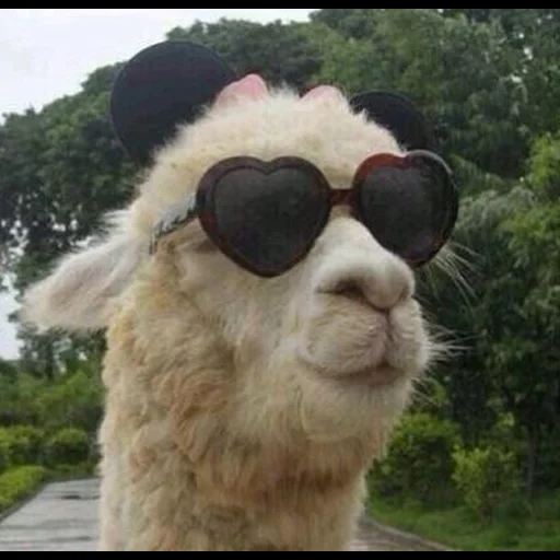 alpaca, llama llama, we heart it, funny muso animale